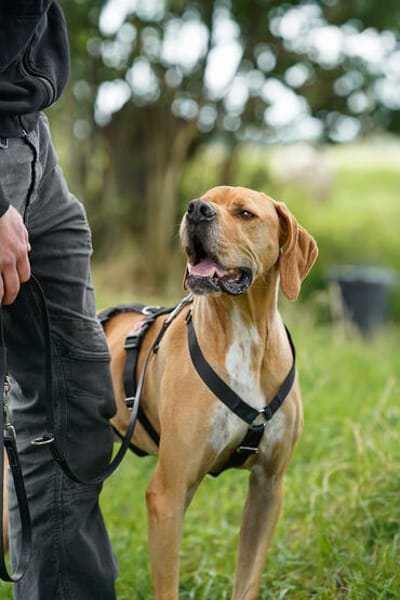 Yoyo  ein Pointer auf dem Weg in ein besseres Leben