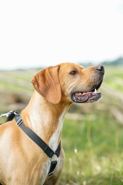Yoyo  ein Pointer auf dem Weg in ein besseres Leben