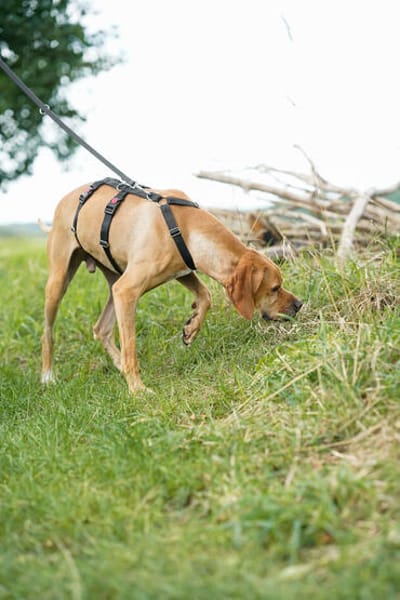 Yoyo  ein Pointer auf dem Weg in ein besseres Leben