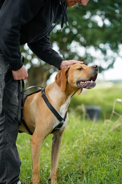 Yoyo  ein Pointer auf dem Weg in ein besseres Leben