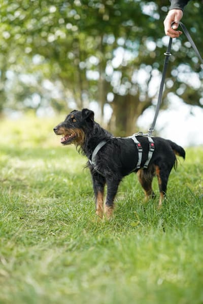 Narvic  ein Terrier, der endlich leben darf