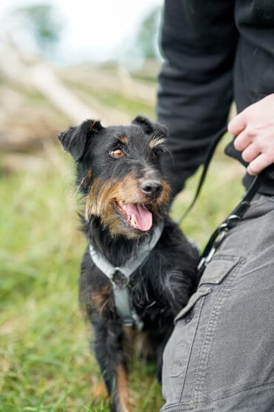 Narvic  ein Terrier, der endlich leben darf