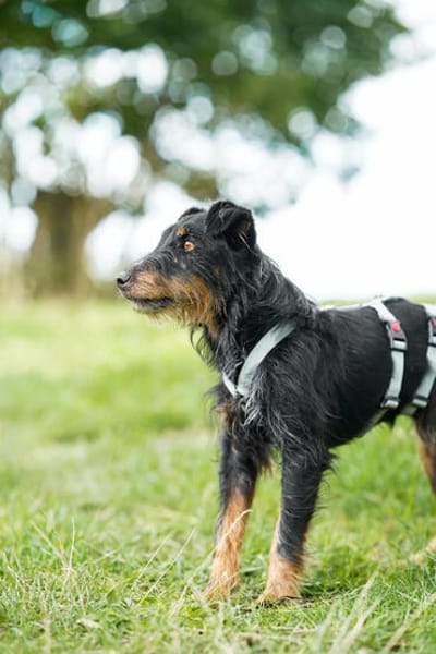 Narvic  ein Terrier, der endlich leben darf