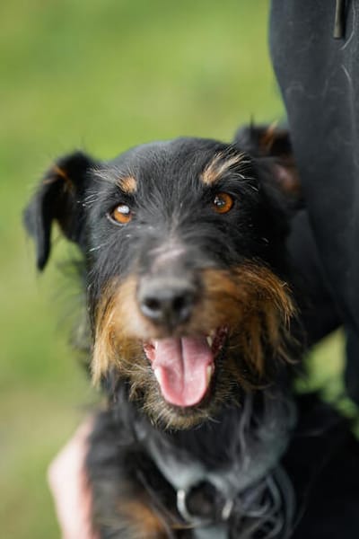 Narvic  ein Terrier, der endlich leben darf