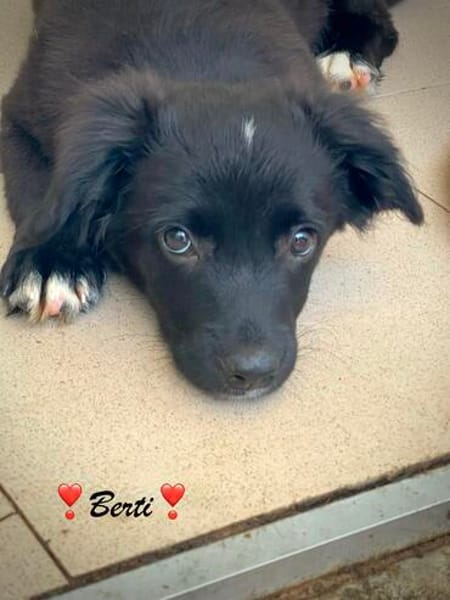 Berti  ein hübscher, kleiner Knuffel