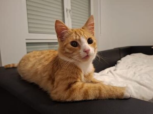 sußer Kater Leo in NRW sucht Zuhause