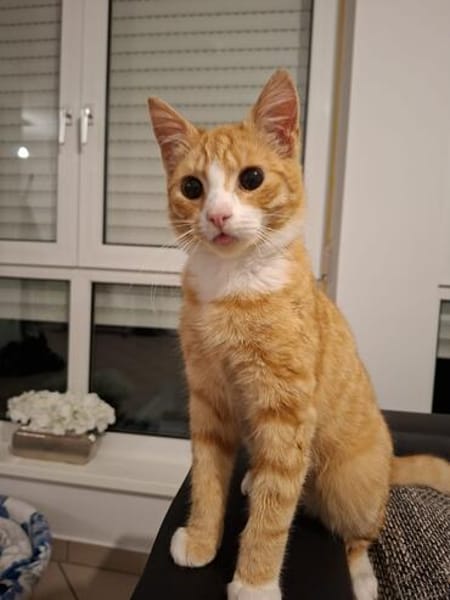 sußer Kater Leo in NRW sucht Zuhause