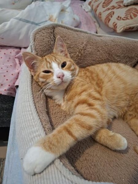sußer Kater Leo in NRW sucht Zuhause