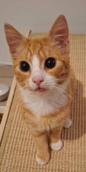 sußer Kater Leo in NRW sucht Zuhause