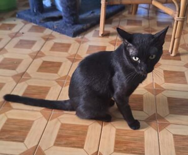Gemütlicher, lieber Kater Black