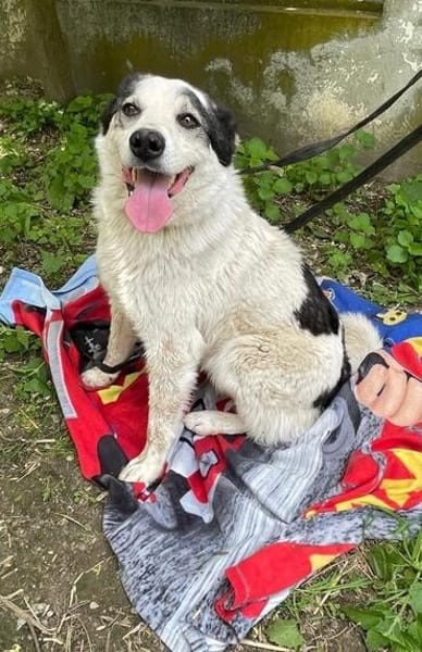 Mara, nette Hündin sucht neues Zuhause