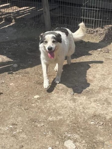 Mara, nette Hündin sucht neues Zuhause