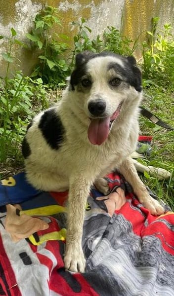 Mara, nette Hündin sucht neues Zuhause