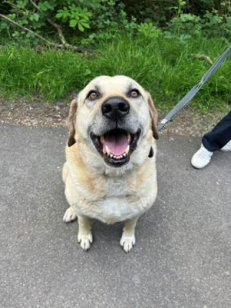 Chum - ein Hund zum verlieben
