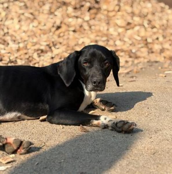JACKY - sucht seinen Neuanfang