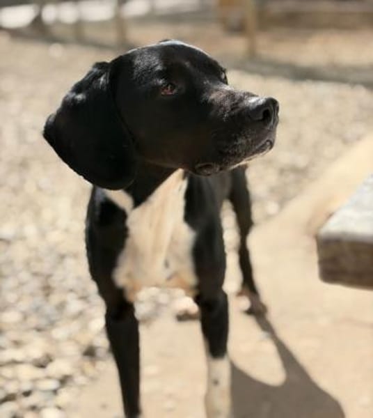 JACKY - sucht seinen Neuanfang