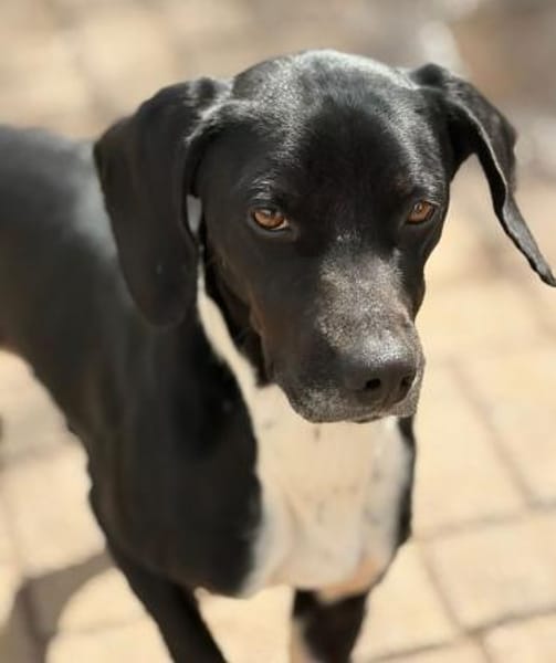 JACKY - sucht seinen Neuanfang