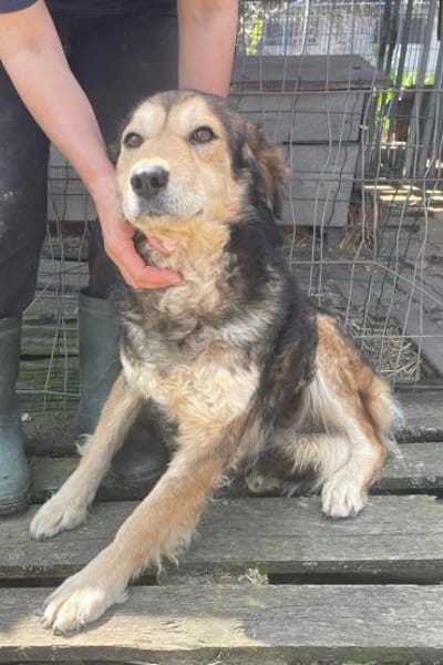 Oshu, lieber Hund sucht neues Zuhause
