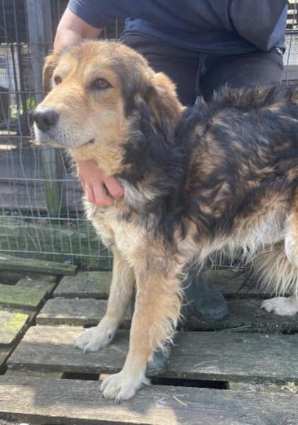 Oshu, lieber Hund sucht neues Zuhause