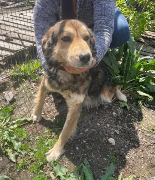Oshu, lieber Hund sucht neues Zuhause