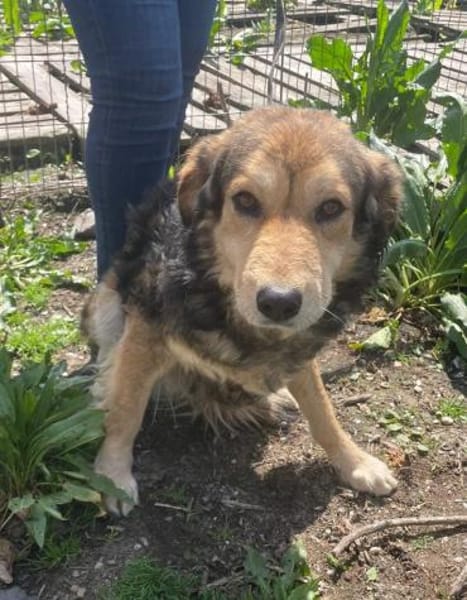 Oshu, lieber Hund sucht neues Zuhause