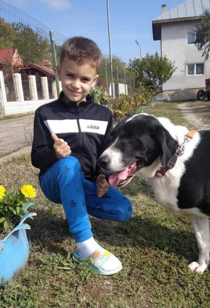 Ozzy, sanfter Riese sucht neue Familie