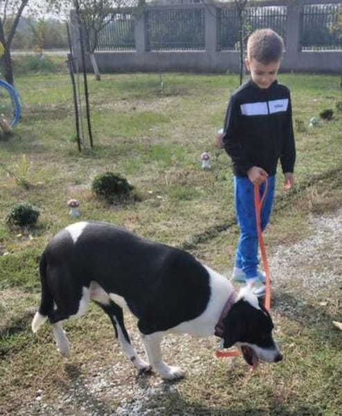 Ozzy, sanfter Riese sucht neue Familie