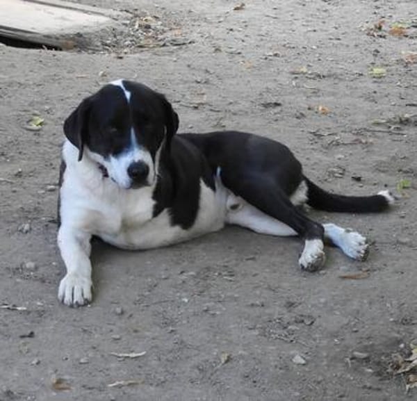 Ozzy, sanfter Riese sucht neue Familie