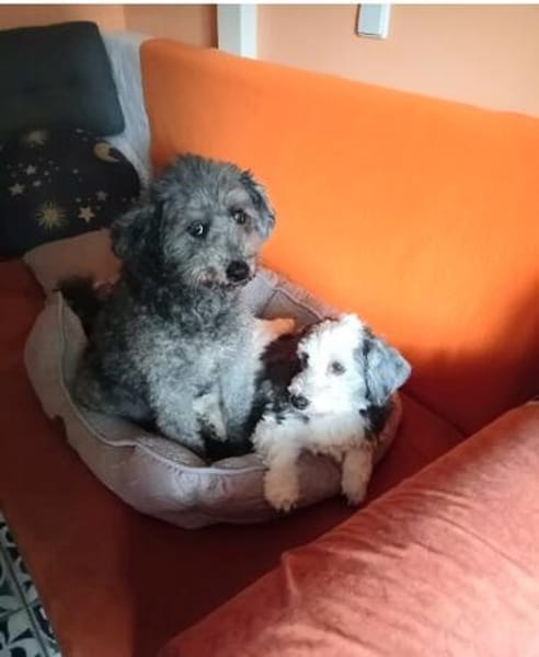 SOS!!! PAMACS!! Er muss in 4 Wochen sein Zuhause verlassen
