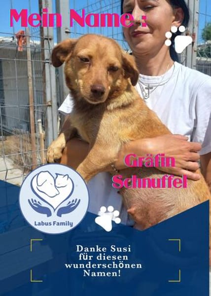 GRÄFIN SCHNUFFEL - bezaubernde kleine Hündin