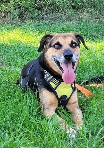 MOLLY - interessiert und verschmust