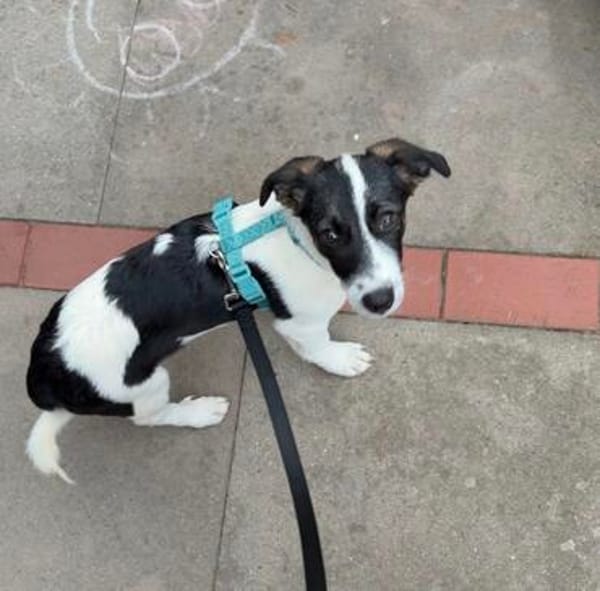 Lio - der neugierige Jack-Russel-Mix
