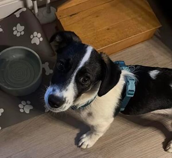 Lio - der neugierige Jack-Russel-Mix