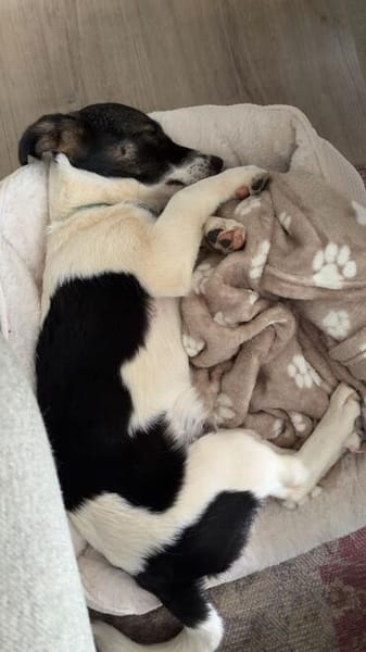 Lio - der neugierige Jack-Russel-Mix