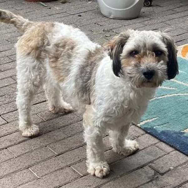 Frieda💕liebe und freundliche junge Hündin