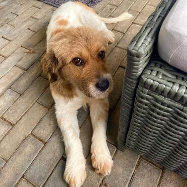 Frieda💕liebe und freundliche junge Hündin