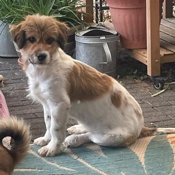 Frieda💕liebe und freundliche junge Hündin