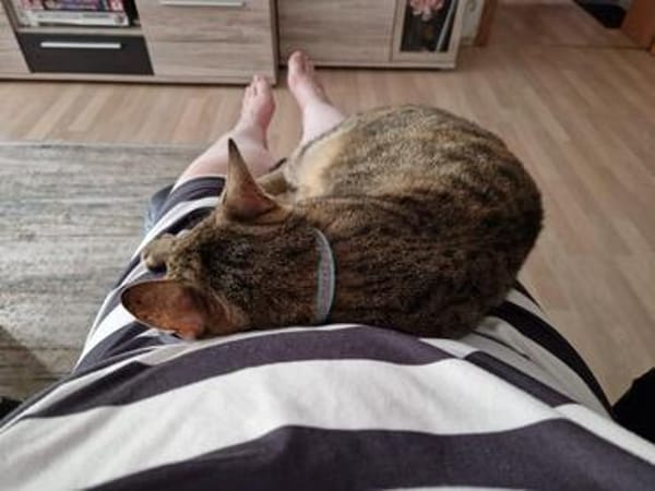 ❤ Greta sucht ihr Für-immer-Zuhause ❤