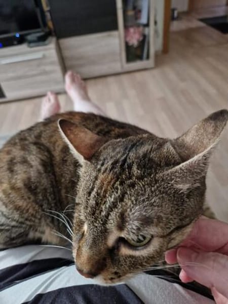 ❤ Greta sucht ihr Für-immer-Zuhause ❤