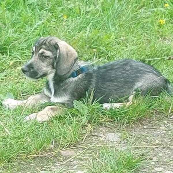 Taro - kleiner Mann sucht neuen Wirkungskreis