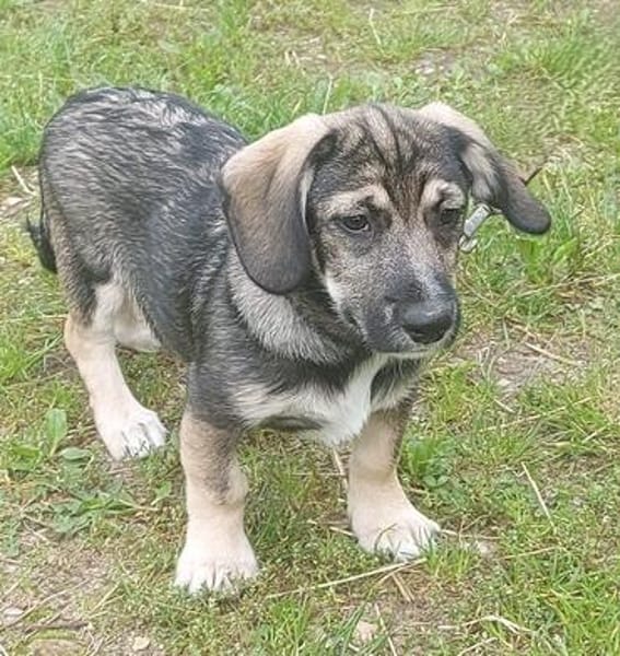 Taro - kleiner Mann sucht neuen Wirkungskreis