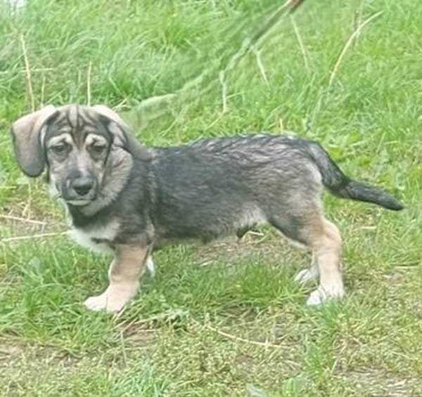 Taro - kleiner Mann sucht neuen Wirkungskreis