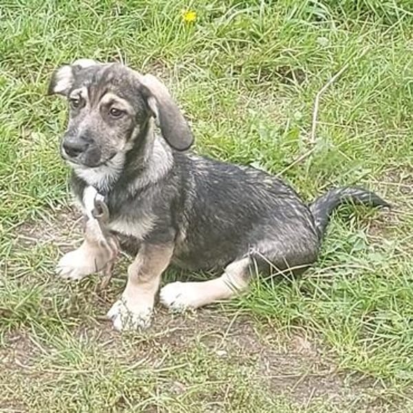 Taro - kleiner Mann sucht neuen Wirkungskreis