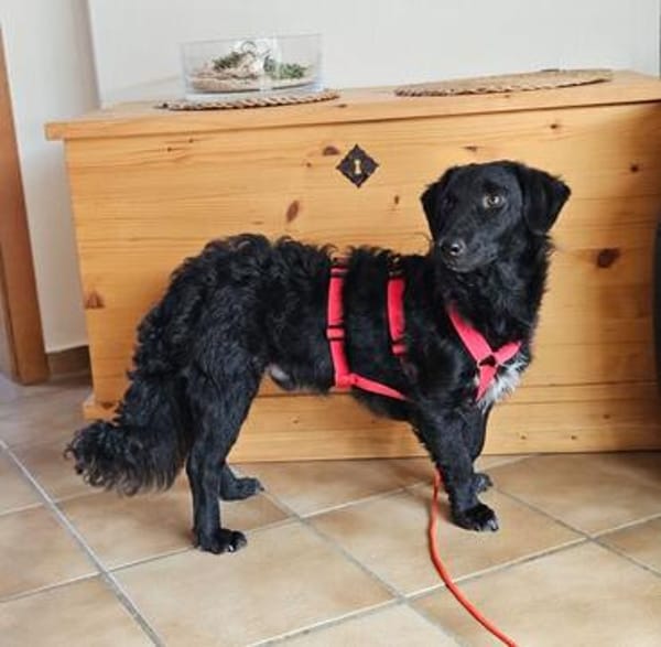 MELIOR ° Hundemann mit Lakritzoptik