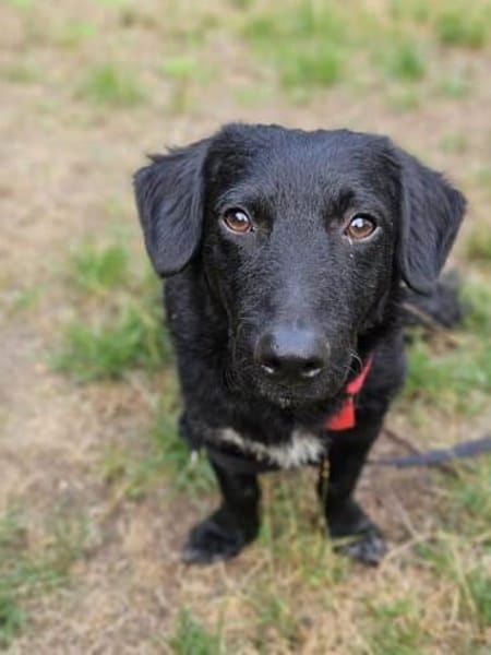 MELIOR ° Hundemann mit Lakritzoptik