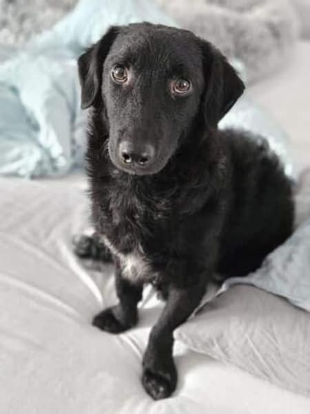 MELIOR ° Hundemann mit Lakritzoptik