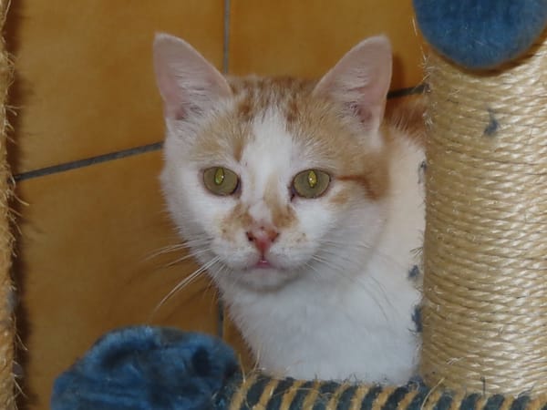 PRALINE