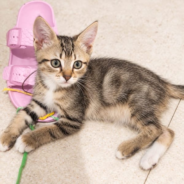 Rosie - adorable chatonne