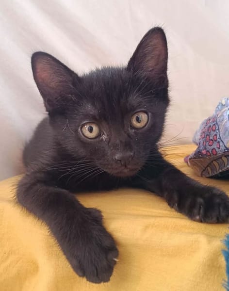 GUINNESS ADOPTABLE AVEC UN CHAT DÉJÀ PRÉSENT CHEZ VOUS