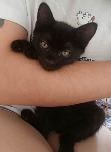 GUINNESS ADOPTABLE AVEC UN CHAT DÉJÀ PRÉSENT CHEZ VOUS